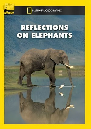 دانلود مستند بازتاب فیل‌ها Reflections on Elephants 1996